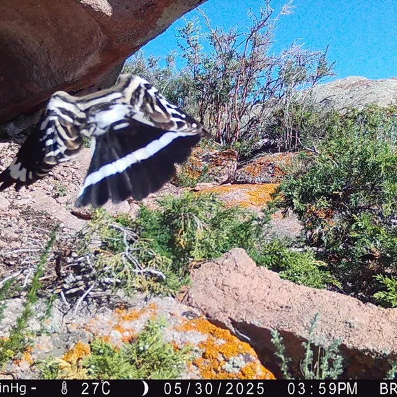 A photograph of Eurasian hoopoe from Shubaraigyr [new] camera trap