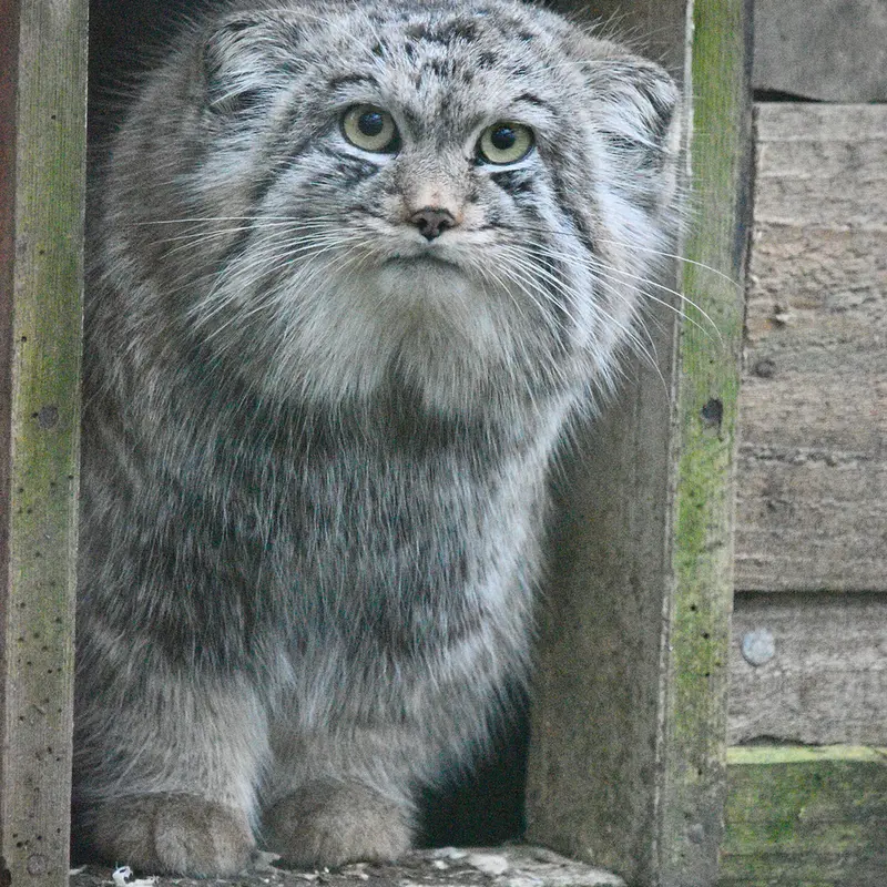 A photograph of Altai in Port Lympne Wild Animal Park