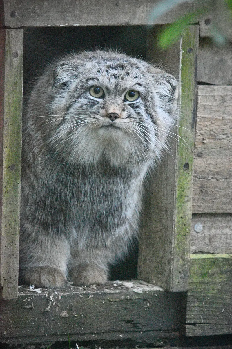A photograph of Altai in Port Lympne Wild Animal Park