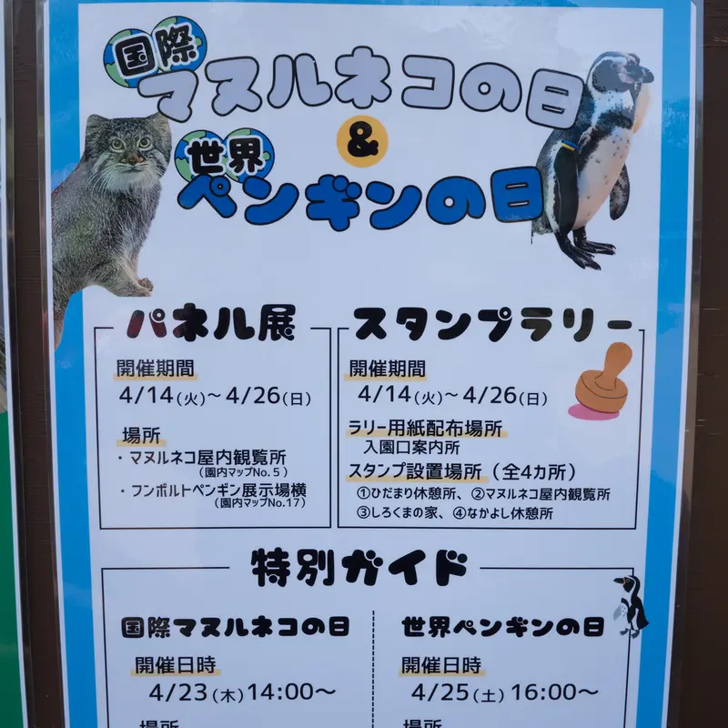 A photograph of a Pallas's cat in Nogeyama Zoo