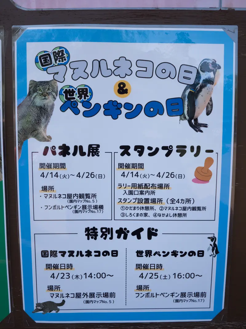 A photograph of a Pallas's cat in Nogeyama Zoo