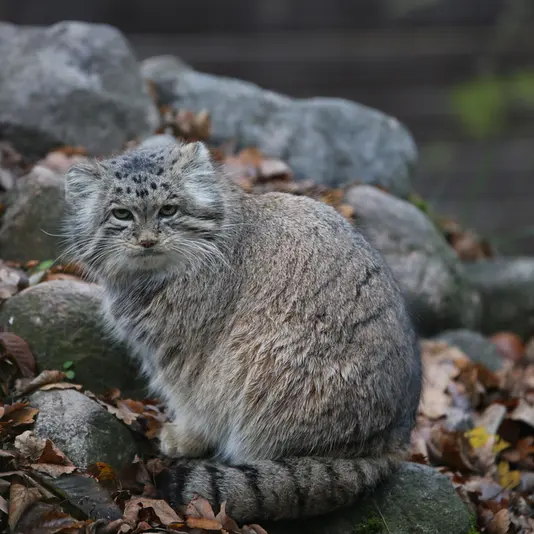 A photograph of Mania in Poznan New Zoo