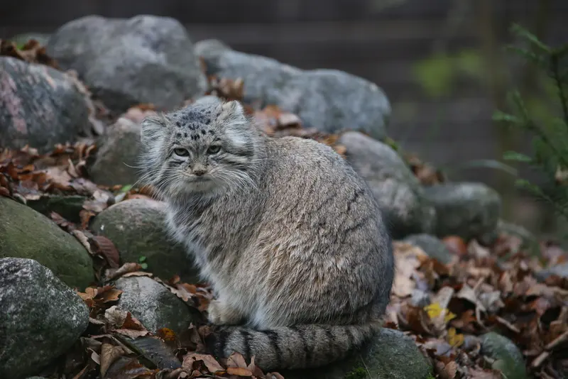 A photograph of Mania in Poznan New Zoo