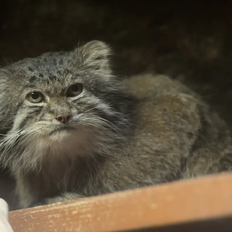 A photograph of Klyon in Ueno Zoological Gardens