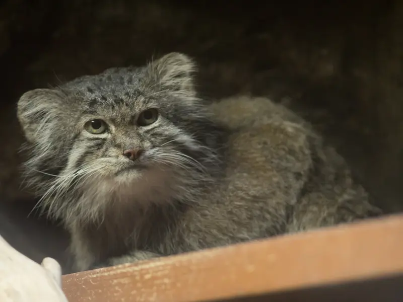 A photograph of Klyon in Ueno Zoological Gardens