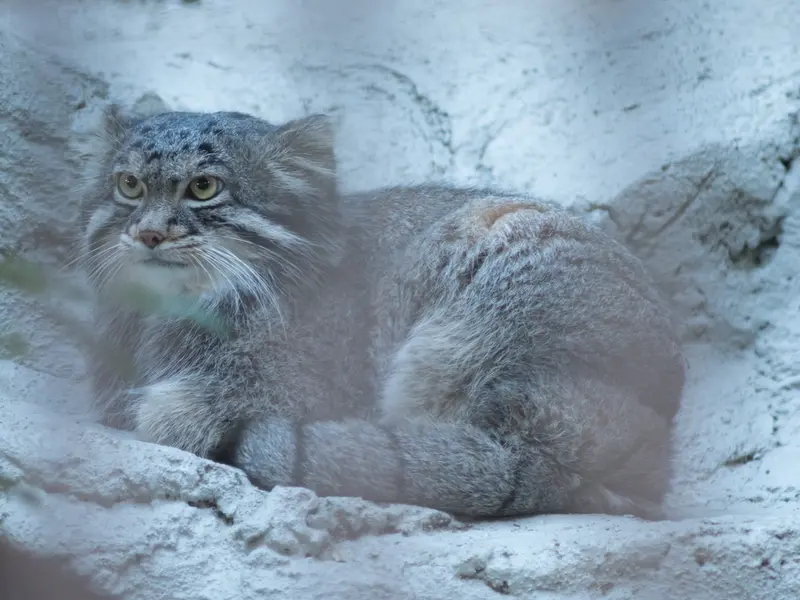 A photograph of Figa in Nogeyama Zoo