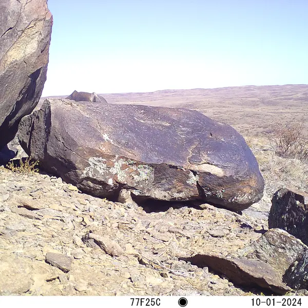 A photograph of Kazakh pika from Koshkar camera trap
