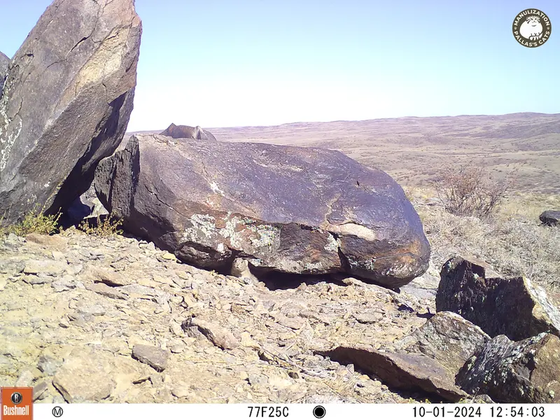 A photograph of Kazakh pika from Koshkar camera trap