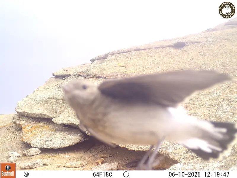 A photograph of a Pallas's cat from Bektauata 1 camera trap