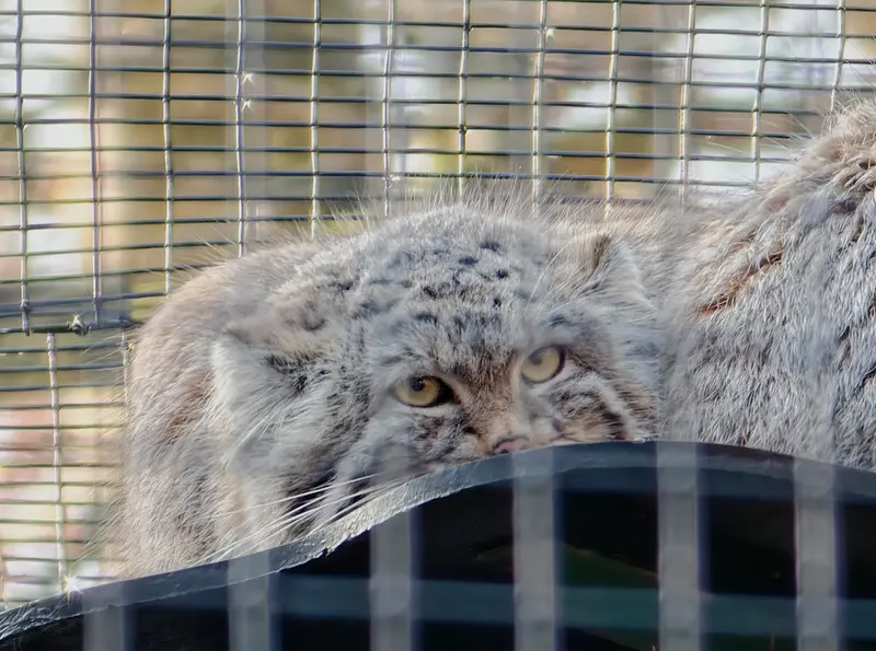 A photograph of Altai in Gdansk Zoo