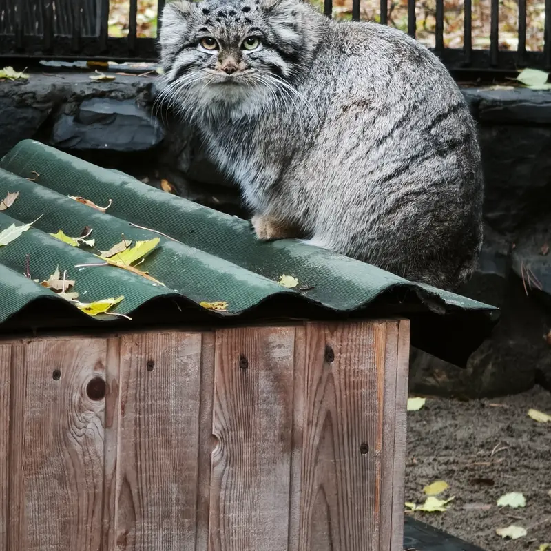 A photograph of Katun in Novosibirsk Zoo