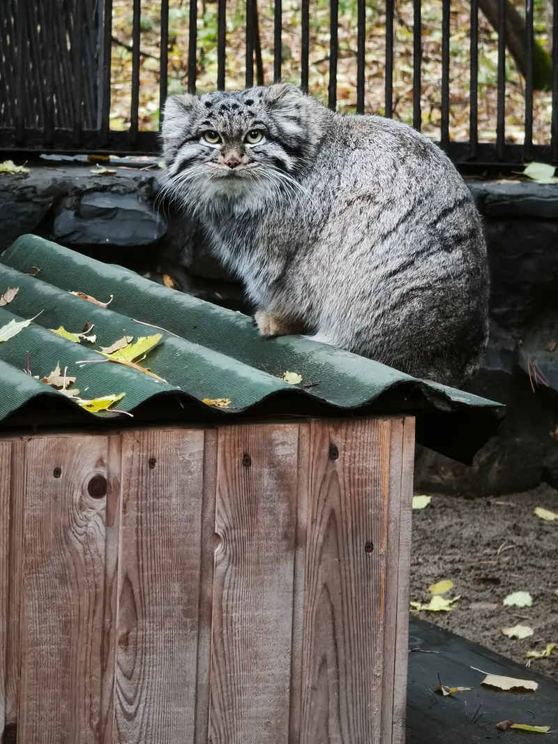A photograph of Katun in Novosibirsk Zoo