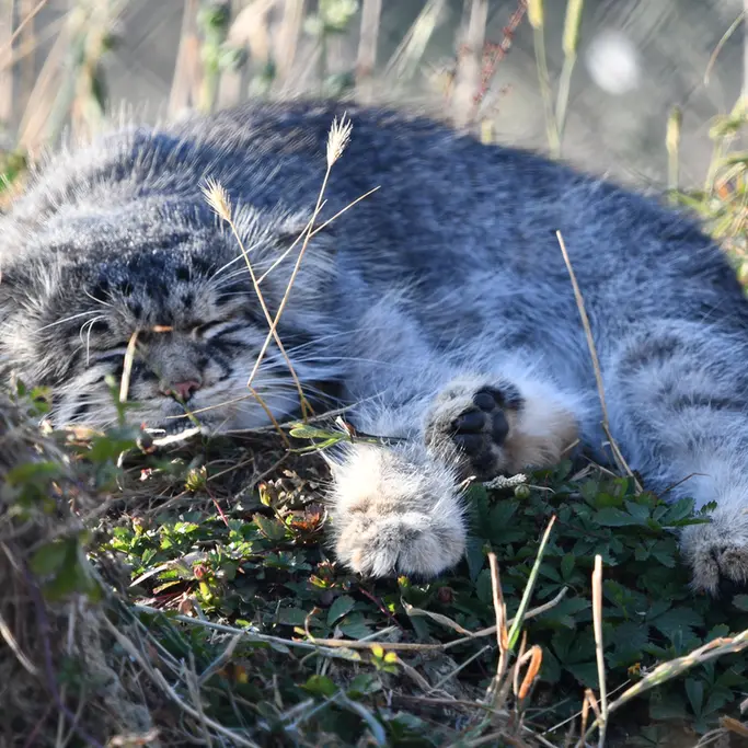 A photograph of Atlan in Port Lympne Wild Animal Park