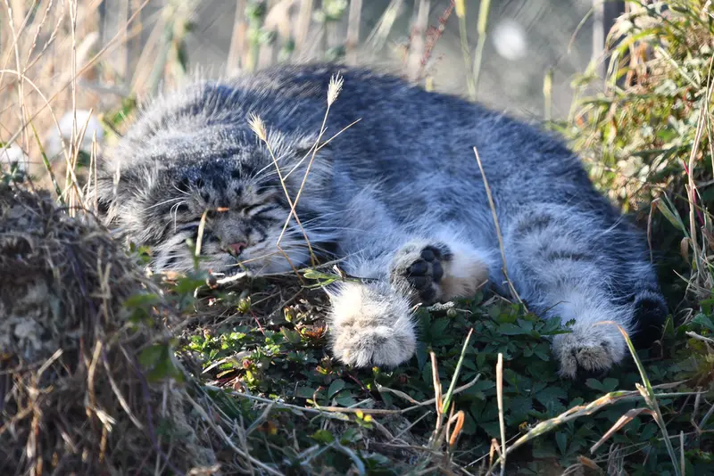 A photograph of Atlan in Port Lympne Wild Animal Park