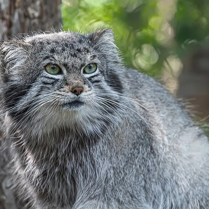 A photograph of Bo in Cheyenne Mountain Zoo