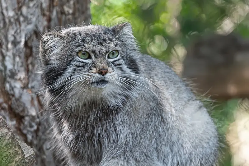 A photograph of Bo in Cheyenne Mountain Zoo