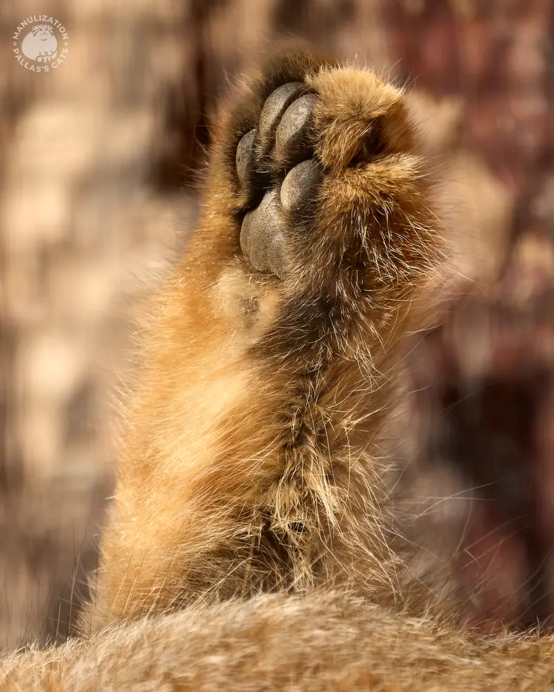 A photograph of a Pallas's cat