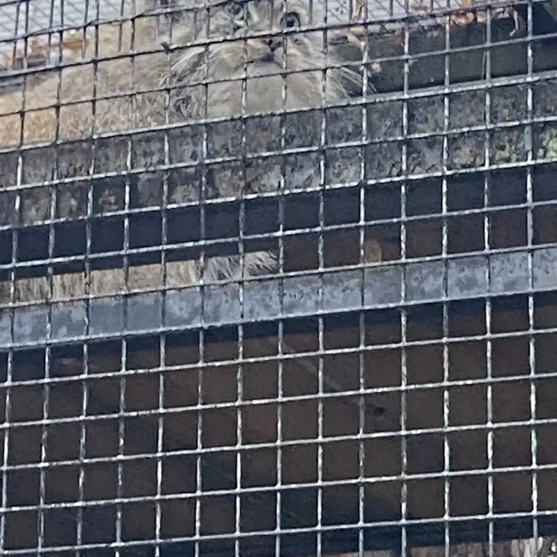 A photograph of Shu in Leningrad zoo