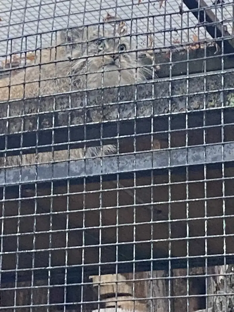 A photograph of Shu in Leningrad zoo