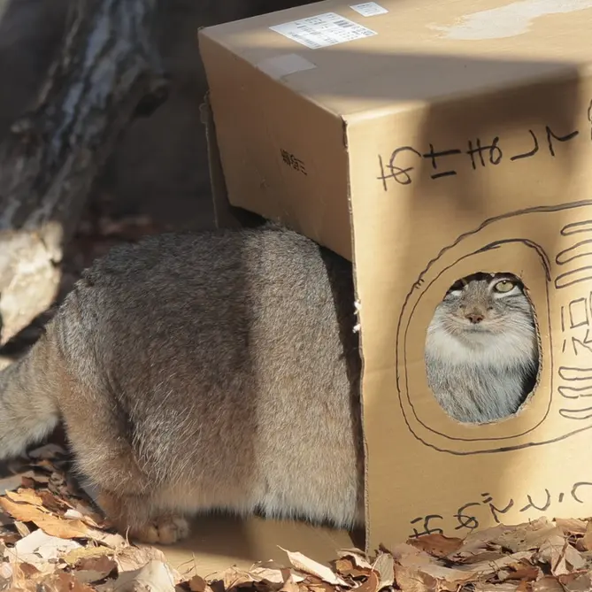 A photograph of Oliva in Saitama Children's Zoo