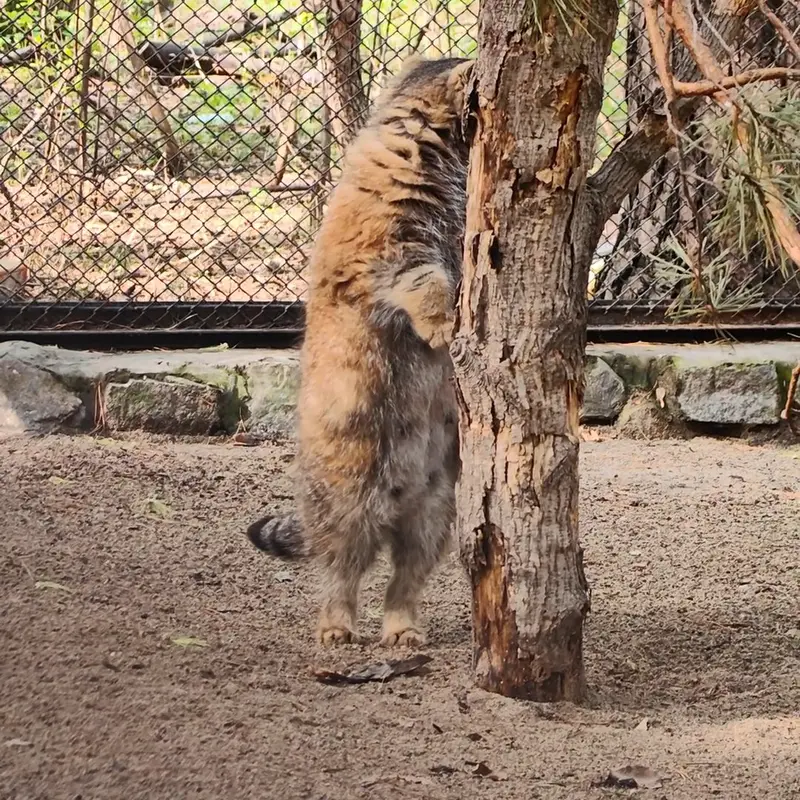 A photograph of a Pallas's cat in Novosibirsk Zoo