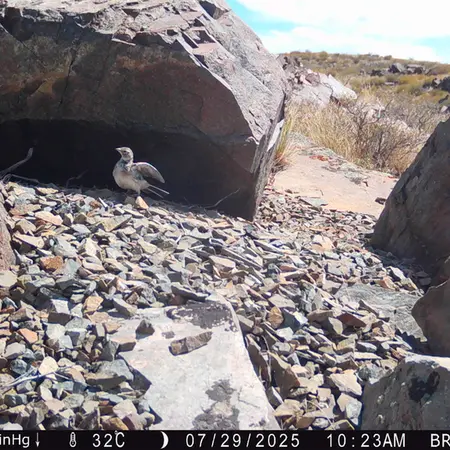 A photograph of a Pallas's cat from Kiikbai [new] camera trap