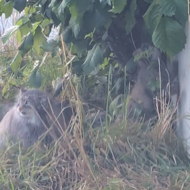 A photograph of a Pallas's cat in Korkeasaari Zoo
