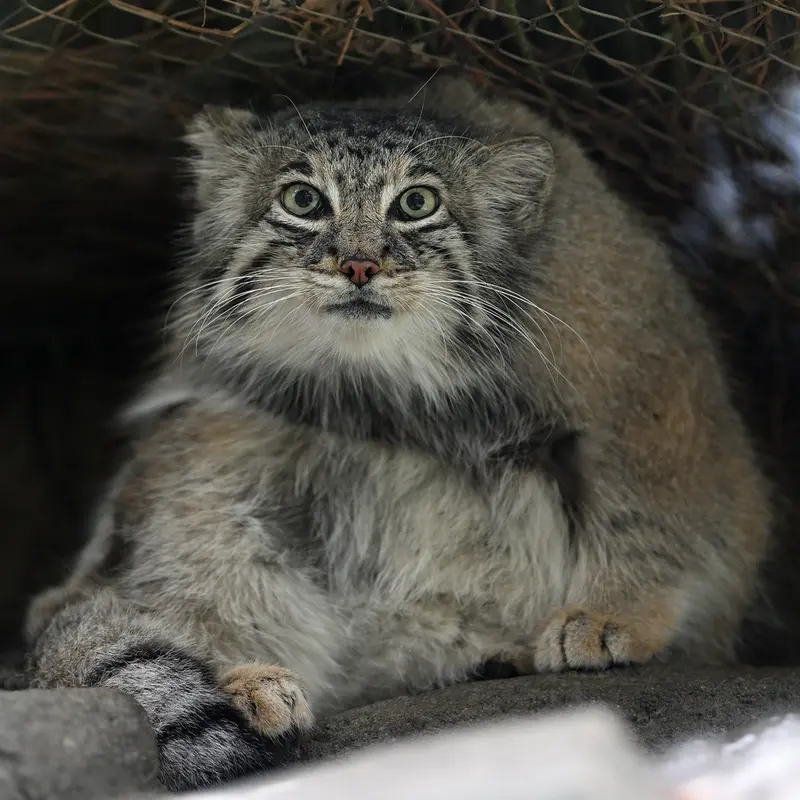 A photograph of Az in Kobe Animal Kingdom