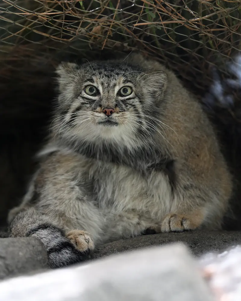 A photograph of Az in Kobe Animal Kingdom