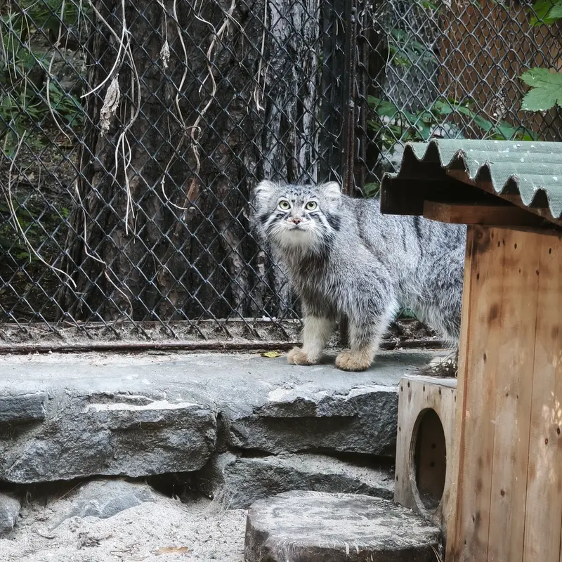 A photograph of Ruf in Novosibirsk Zoo