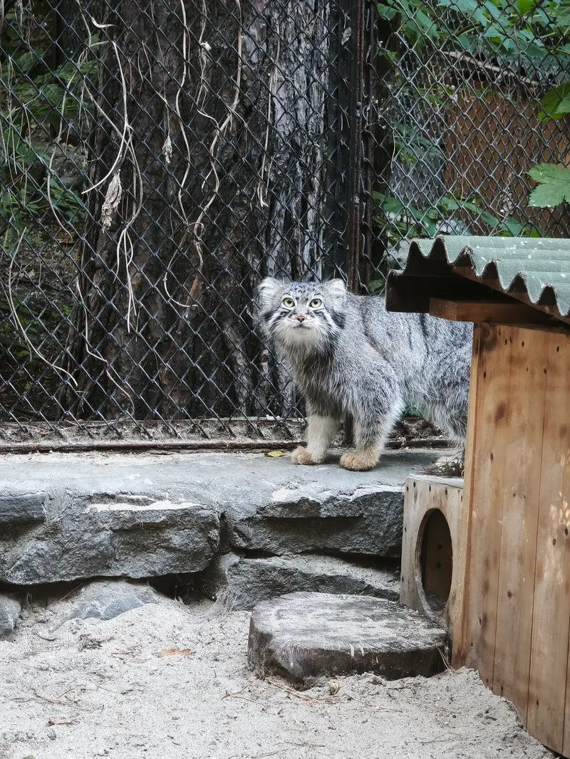 A photograph of Ruf in Novosibirsk Zoo