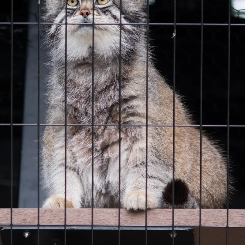 A photograph of Grusha in Asahiyama Zoo
