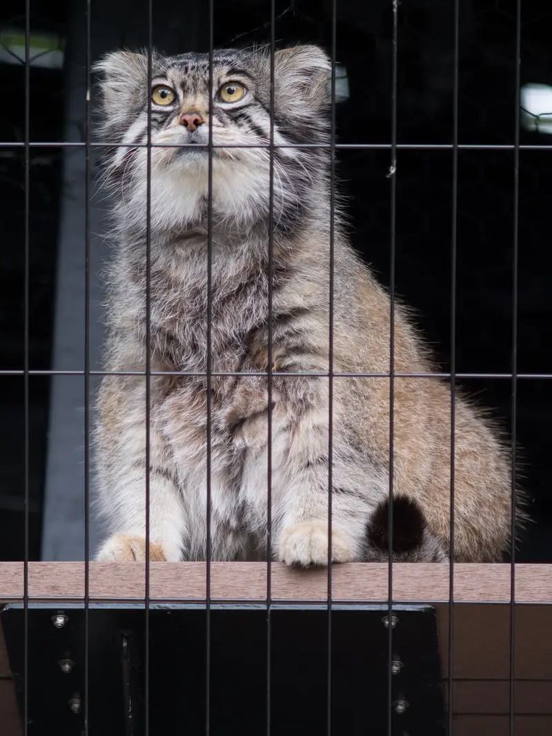 A photograph of Grusha in Asahiyama Zoo