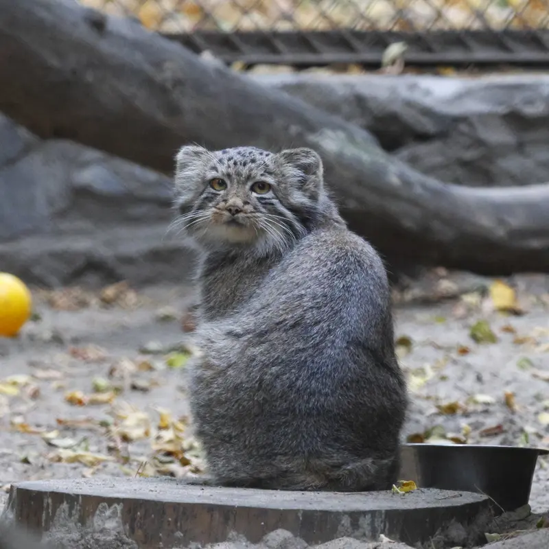 A photograph of Daughter of Snezhana b.2026 Ⅱ in Novosibirsk Zoo