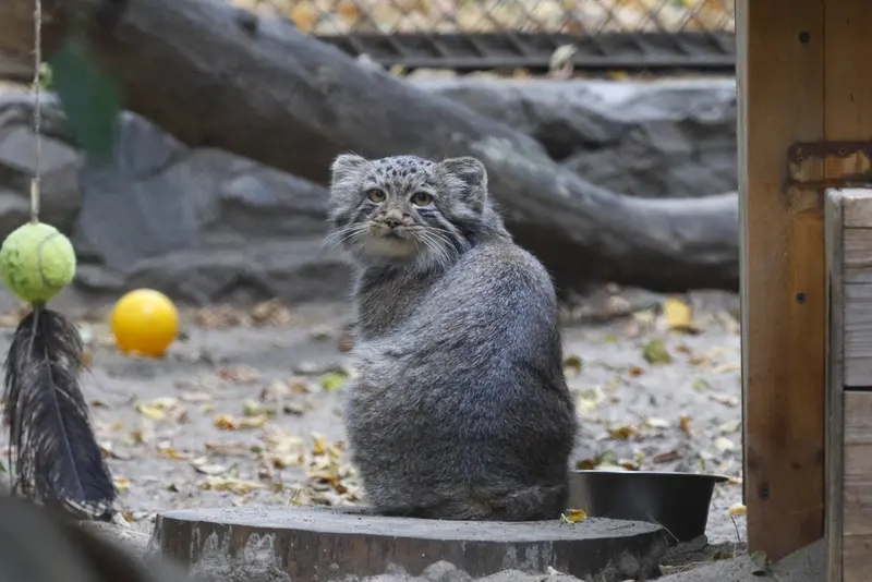 A photograph of Daughter of Snezhana b.2026 Ⅱ in Novosibirsk Zoo