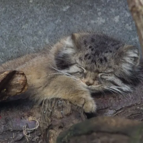 A photograph of Paval in Columbus Zoo and Aquarium