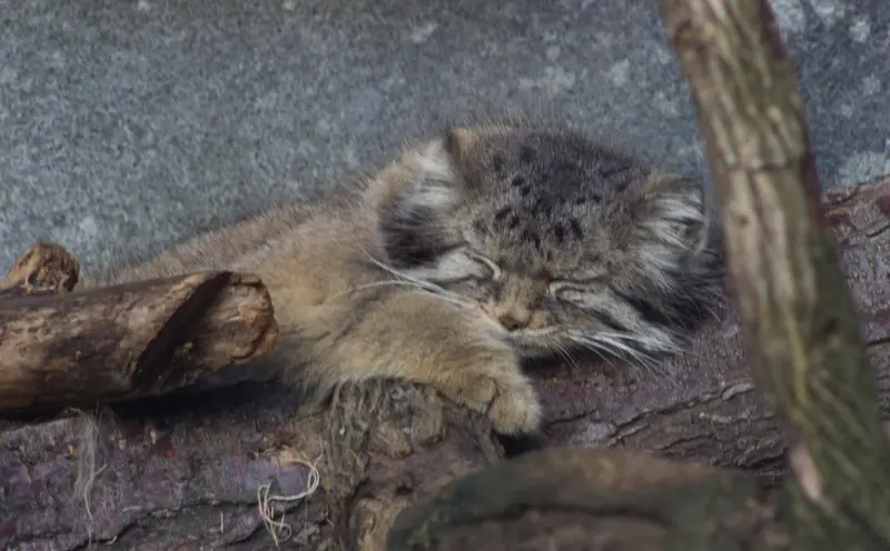 A photograph of Paval in Columbus Zoo and Aquarium