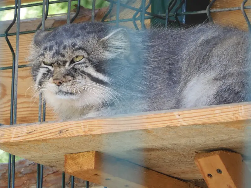 A photograph of Chip in Barnaul zoo “Lesnaya skazka”