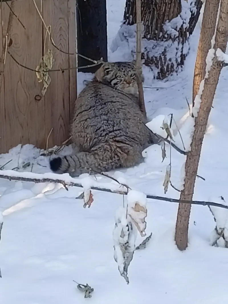 A photograph of Grey in Novosibirsk Zoo