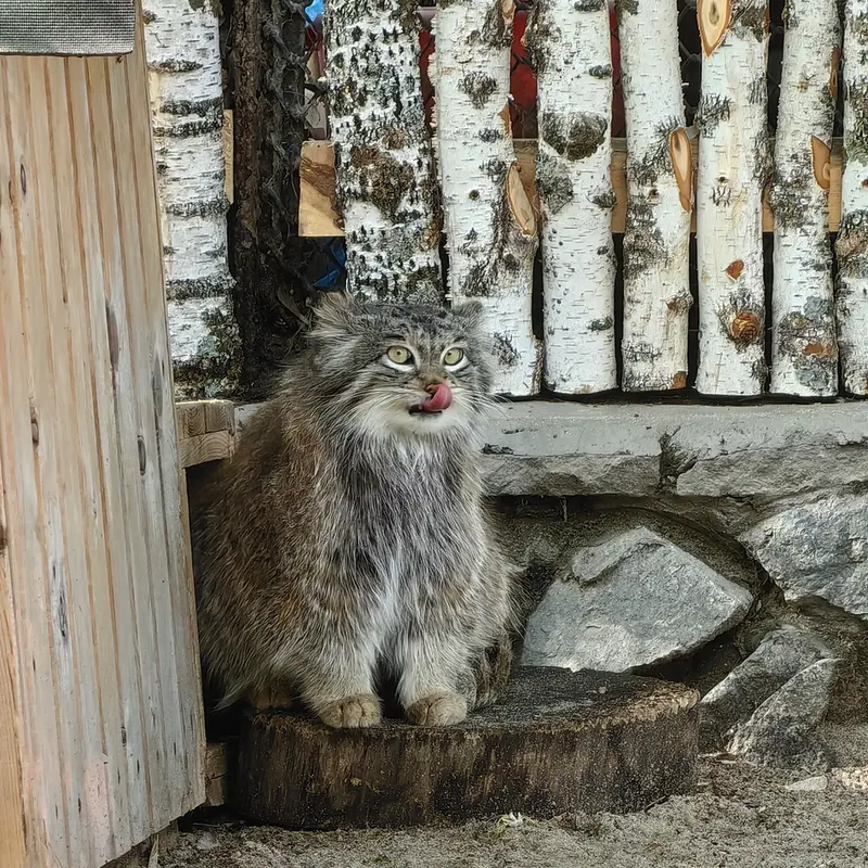 A photograph of Snezhinka in Novosibirsk Zoo