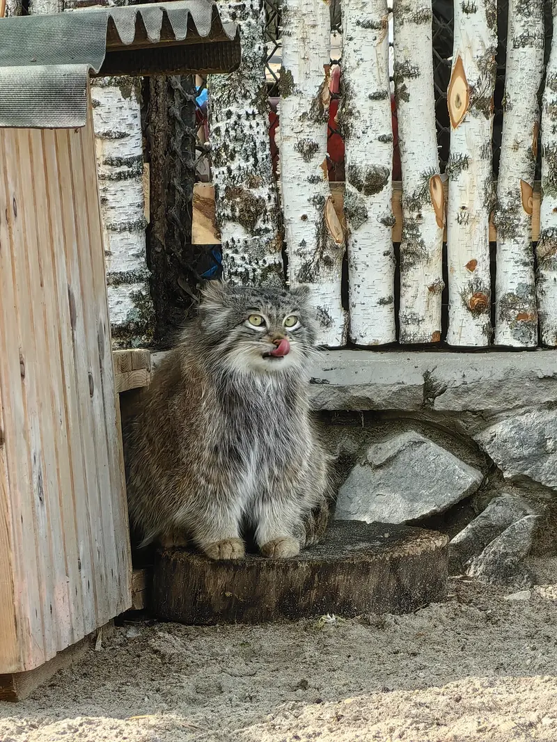 A photograph of Snezhinka in Novosibirsk Zoo
