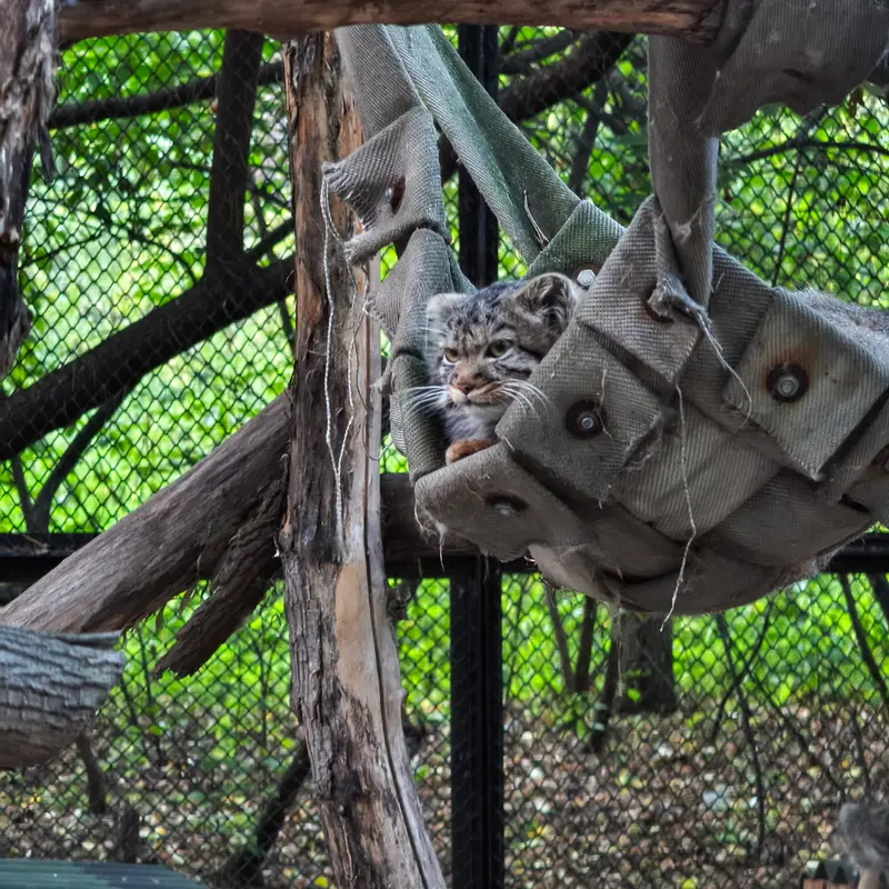 A photograph of a Pallas's cat in Novosibirsk Zoo