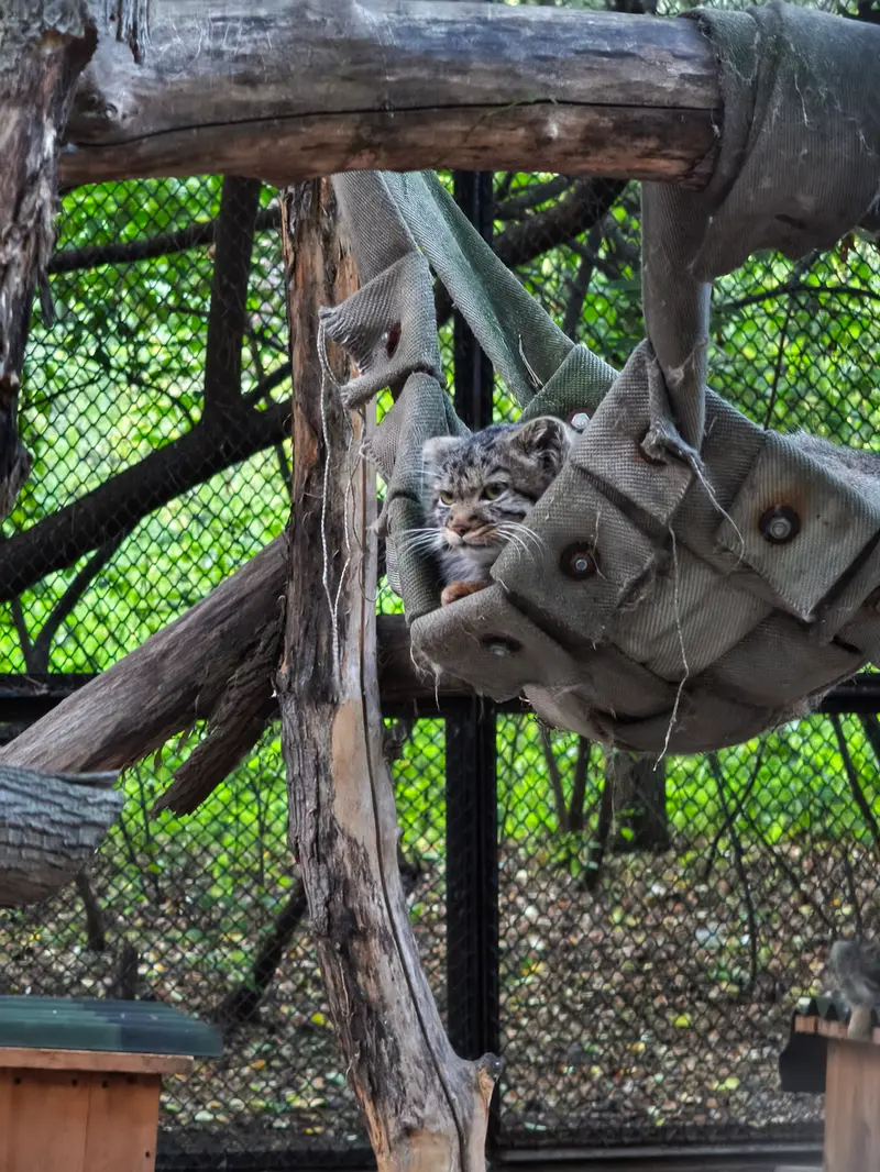 A photograph of a Pallas's cat in Novosibirsk Zoo