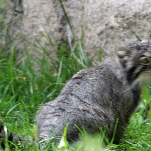 A photograph of a Pallas's cat in Moscow zoo