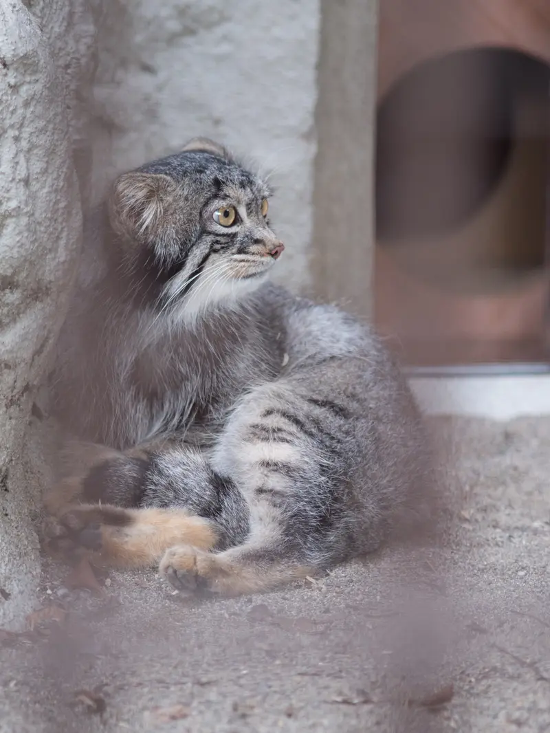 A photograph of Figa in Nogeyama Zoo
