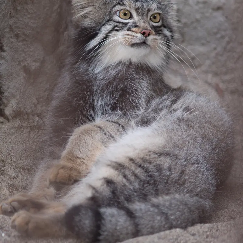 A photograph of Figa in Nogeyama Zoo