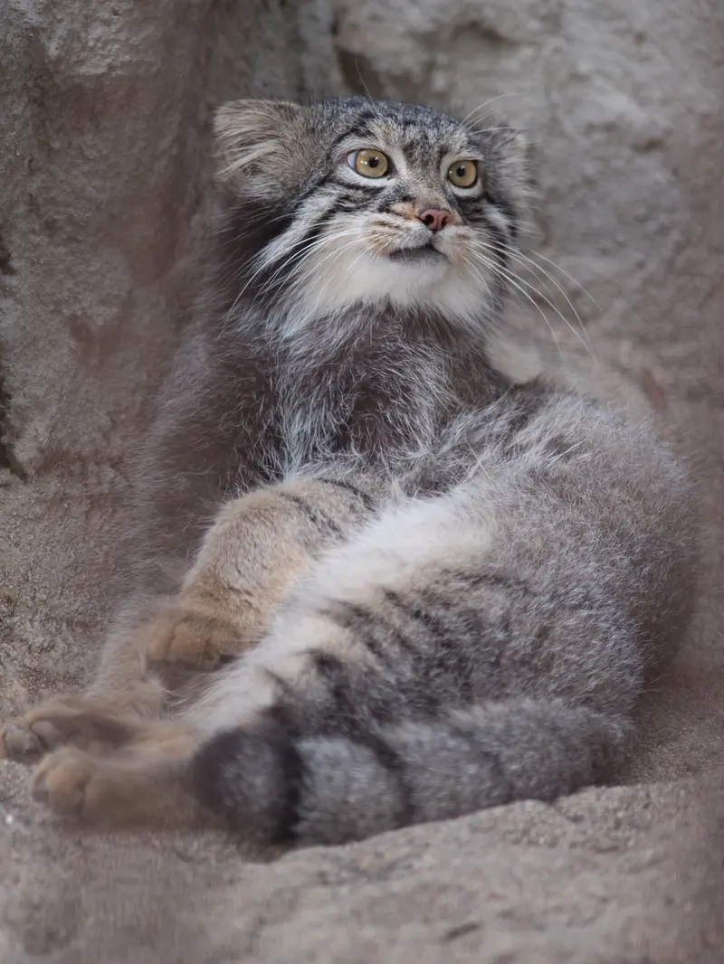 A photograph of Figa in Nogeyama Zoo