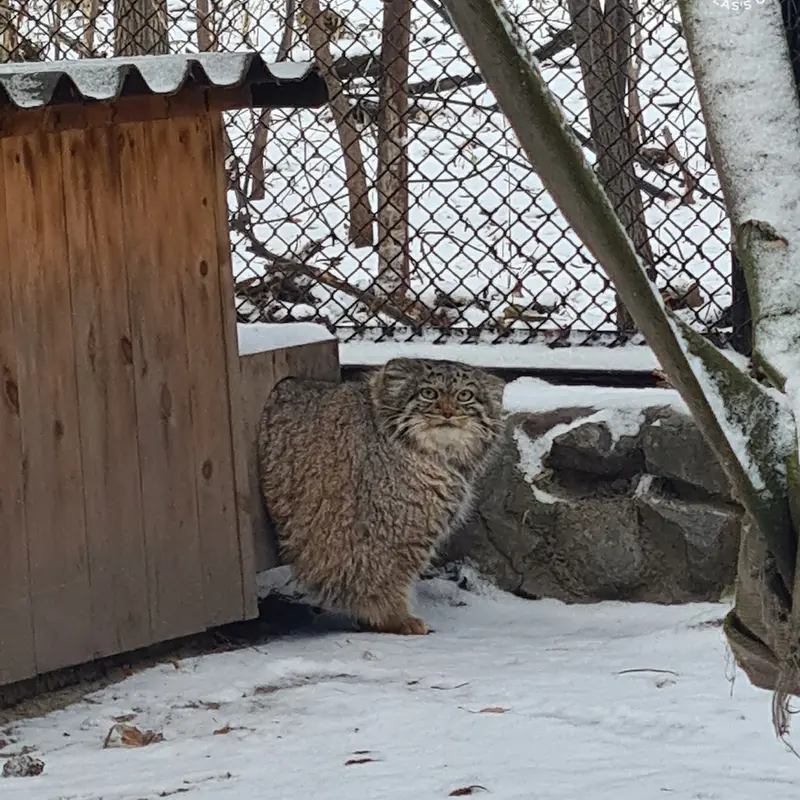 A photograph of Adele in Novosibirsk Zoo