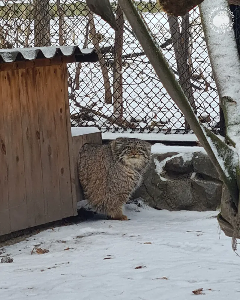 A photograph of Adele in Novosibirsk Zoo