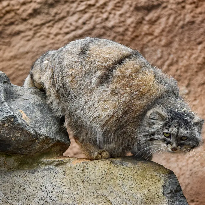 A photograph of Prinsessa in Prague Zoo